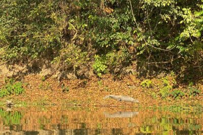 1 Night 2 Days Chitwan Jungle Safari Tour from Pokhara or Kathmandu - Day 1 in Chitwan: jeep safari and a sunset run from the Rapti River bank