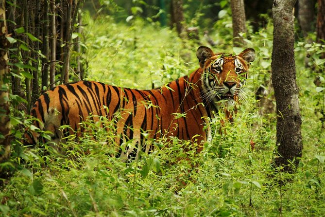 3-Day Chitwan Jungle Safari Tour from Kathmandu - Day 2: Rapti River birding and canoe time, then park spotting