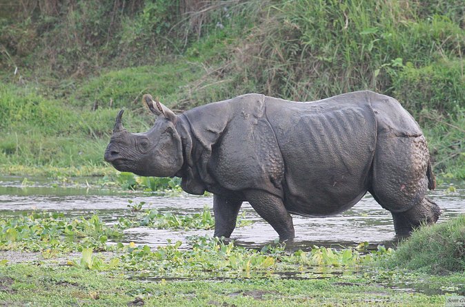 3 Days Jungle Safari in Chitwan National Park - The jeep safari: the classic wildlife search, guided properly