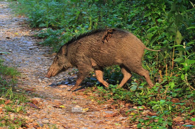 3 Days Jungle Safari in Chitwan National Park - Evening culture on Day 2: traditional Nepali cuisine and Tharu stick dance