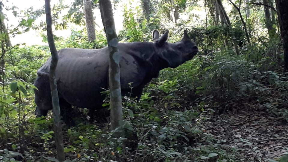 3 Nights 4 Days Chitwan National Park with Tower Night Stay - Should you book the Chitwan tower safari?