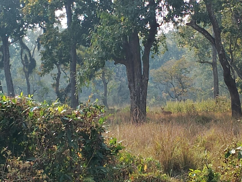 3 Nights 4 Days Chitwan National Park with Tower Night Stay - Who this tour suits best (and who should skip it)