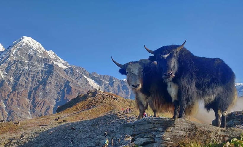 4 Days Pikey Peak Trek : The Best View of Mt Everest - Day 3: Pikey Peak (4,065 m) Summit and the Everest Panorama Day