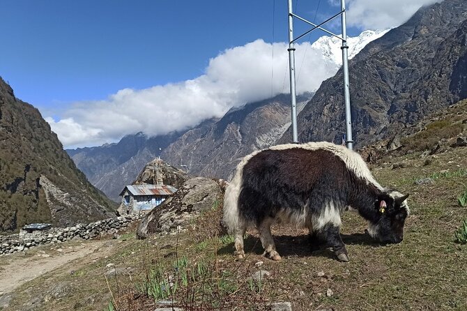 7 Days Langtang Valley Trek from Kathmandu - Why the Langtang Valley trek feels closer than most Nepal routes