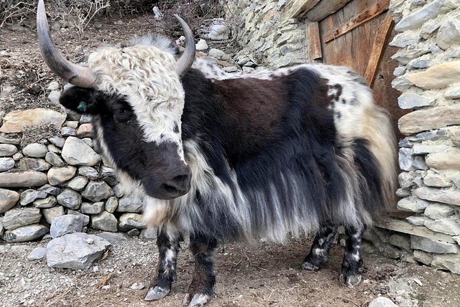 Annapurna Circuit Trek - Thorong La Pass Day: What It Really Feels Like