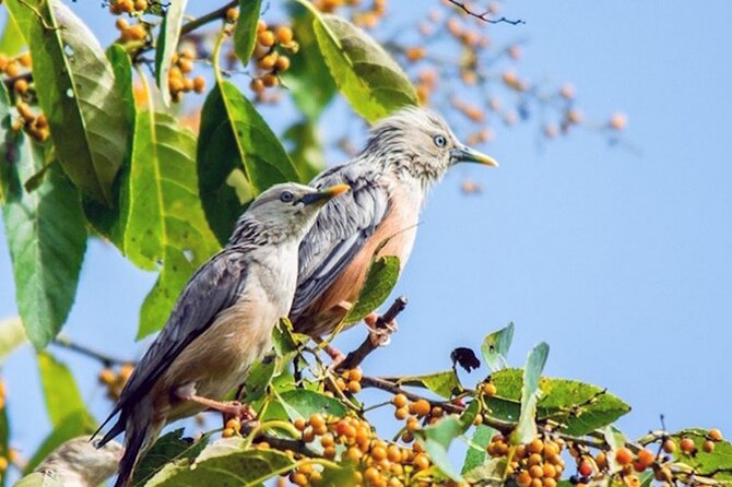 Chitwan 2 Nights All Inclusive Jungle Safari Tour - Why Chitwan’s wildlife feels personal (and not like a checklist)