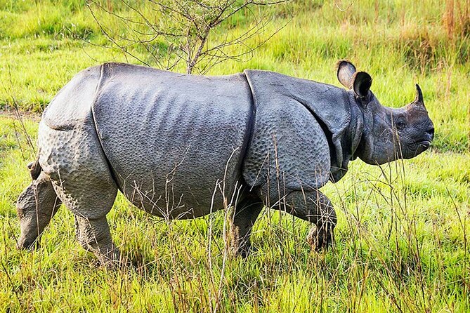 Chitwan 2 Nights All Inclusive Jungle Safari Tour - The safari rhythm: canoe, jungle walk, bird watching, then jeep