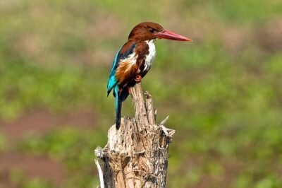 Chitwan 2 Nights All Inclusive Jungle Safari Tour - Getting from Kathmandu to Chitwan: transport that reduces stress