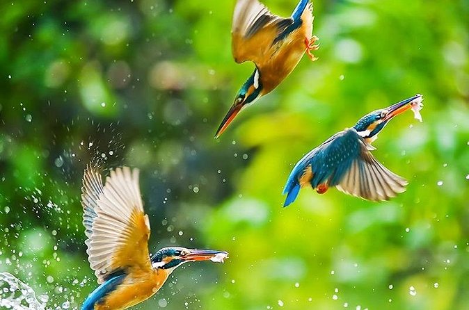 Chitwan 2 Nights All Inclusive Jungle Safari Tour - Meals included in the jungle: why it’s a real convenience