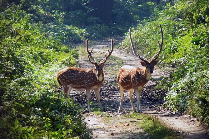 Chitwan 2 Nights All Inclusive Jungle Safari Tour - The guide and communication factor: Raj, Arzun, Kapil