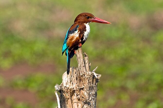 Chitwan 2 Nights All Inclusive Jungle Safari Tour - Getting from Kathmandu to Chitwan: transport that reduces stress