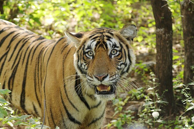Chitwan National Park Tour - Day 2: The Canoe Trip, Jungle Walk, and Jeep Safari Combo