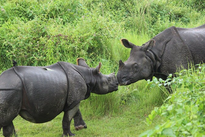 Chitwan National Park Tour - Day 3: Morning Jungle Walk and the Return to Kathmandu