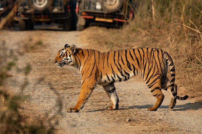 Chitwan National Park Tour - Price, Inclusions, and What $144 Really Buys You