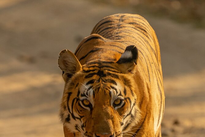 Chitwan National Park Tour - Final Call: Should You Book?