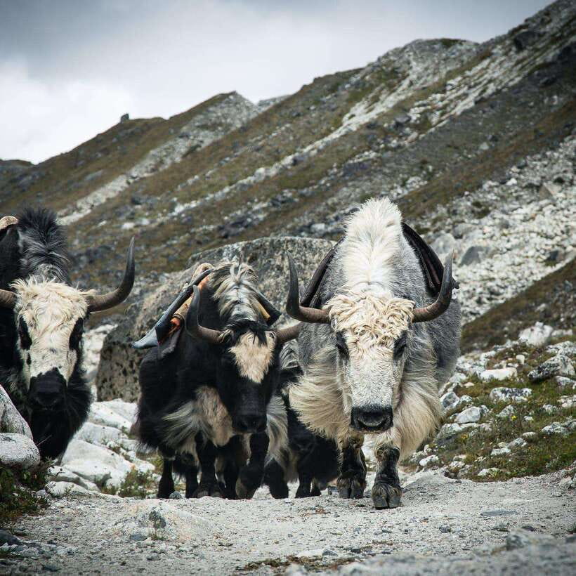 From Kathmandu: Guided Everest Base Camp Trek - Tengboche Monastery: when the view comes with rituals