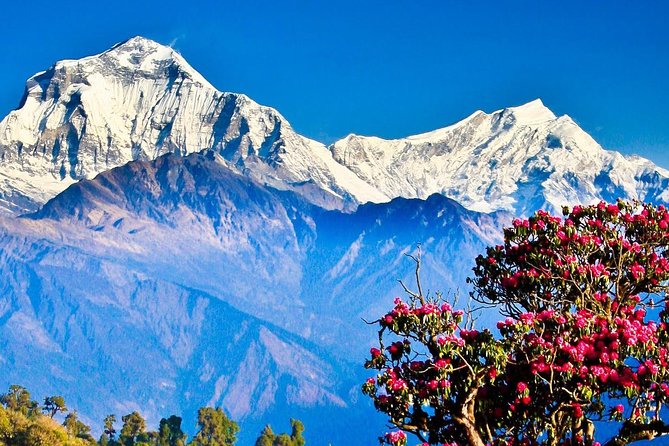 Ghorepani Poonhill Trek -8 Days - Ghandruk day: easier walking, village time, and village food