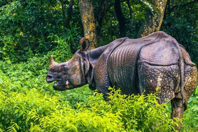 Kathmandu 2 Nights 3 Days Chitwan Jungle Safari Tour - What you’re likely to see: rhinos, crocodiles, birds, and tiger odds