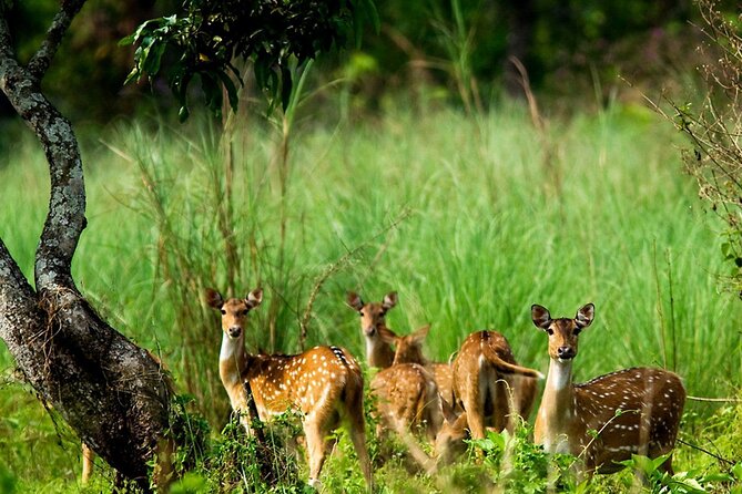 Kathmandu 2 Nights 3 Days Chitwan Jungle Safari Tour - Hotels, meals, and the small-group vibe (max 15)