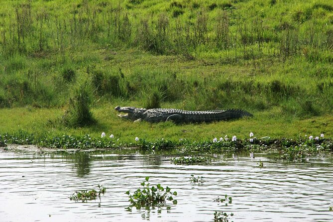 Kathmandu 2 Nights 3 Days Chitwan Jungle Safari Tour - Day 2: Jeep safari, a canoe on the Rapti River, and a forest walking tour