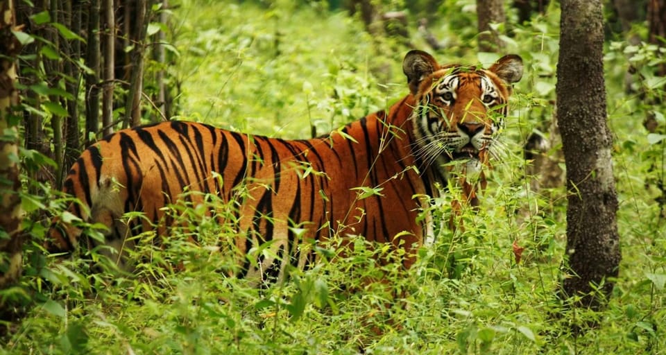 Kathmandu: 4-Day Private Chitwan National Park Safari Tour - Should You Book This Private Chitwan Safari Tour?