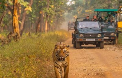 Kathmandu: 4-Day Private Chitwan National Park Safari Tour - Day 2 Jeep Safari and Rapti River Canoe: Where the Wildlife Drama Happens