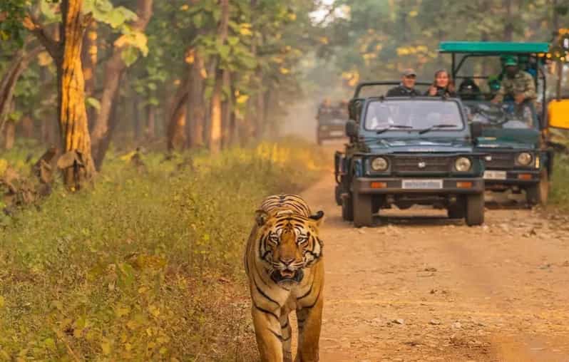 Kathmandu: 4-Day Private Chitwan National Park Safari Tour - Day 4 Morning Nature Walk and the Return to Kathmandu or Pokhara