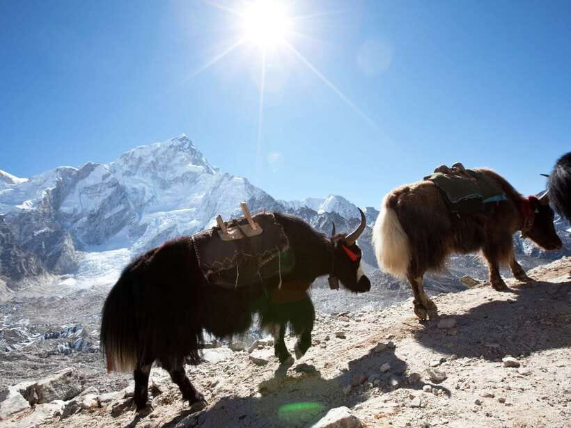 Kathmandu: 6 Days Langtang Valley Trek with Kyanjin Ri - Key highlights worth planning for