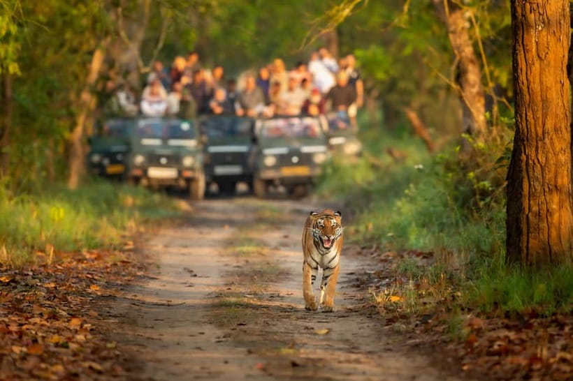 Kathmandu/Pokhara: 3 Day Chitwan Jungle Safari Tour - Quick hits: what makes this Chitwan safari tour worth your time