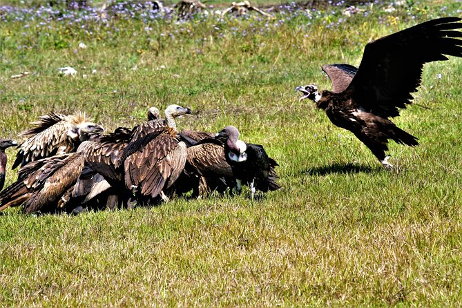 Nepal Birding - Should you book Nepal Birding from Kathmandu?