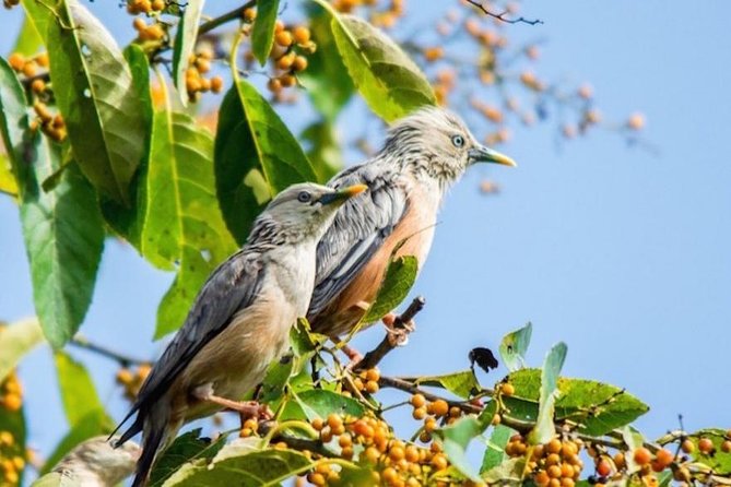 Phulchoki bird-watching tour - Key things that make this Phulchoki tour worth it