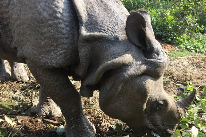 Wildlife Adventure in Chitwan Nepal - From Thamel Or Lakeside: The 6:30am Ride Into Chitwan